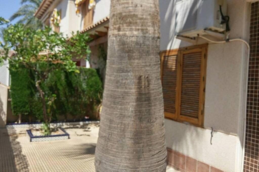 Appartement La Casa De La Palmera à Torrevieja Extérieur photo
